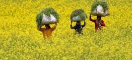 Activists blame India for lapse in approval of genetically modified mustard