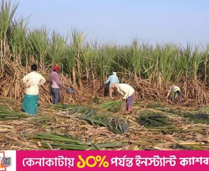 Indian sugar mills to close soon as rains affect sugarcane supply