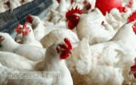 Researchers say broiler chickens are safe