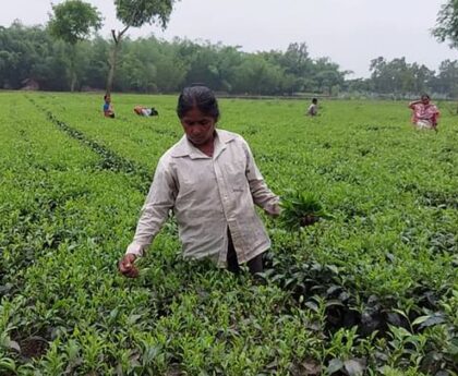Record tea yield keeps agri-economy alive in northern districts
