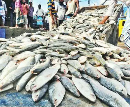 Ban on Hilsa fishing to end from Sunday midnight