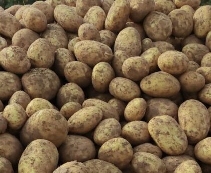 Japanese company wants to import potatoes from Bangladesh