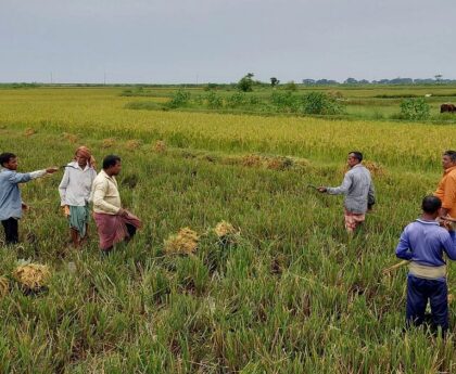 70 percent Boro paddy harvested in Hor areas: Ministry of Agriculture