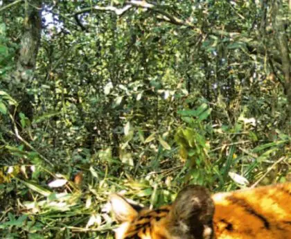 The number of tigers is increasing in the Sundarbans
