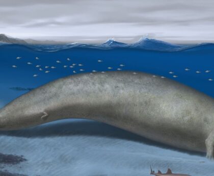Scientists discover giant ancient whale