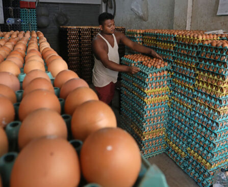 Eggs imported from India, price details and arrival date