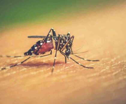 Dengue: Highest number of deaths in a span of two weeks in September