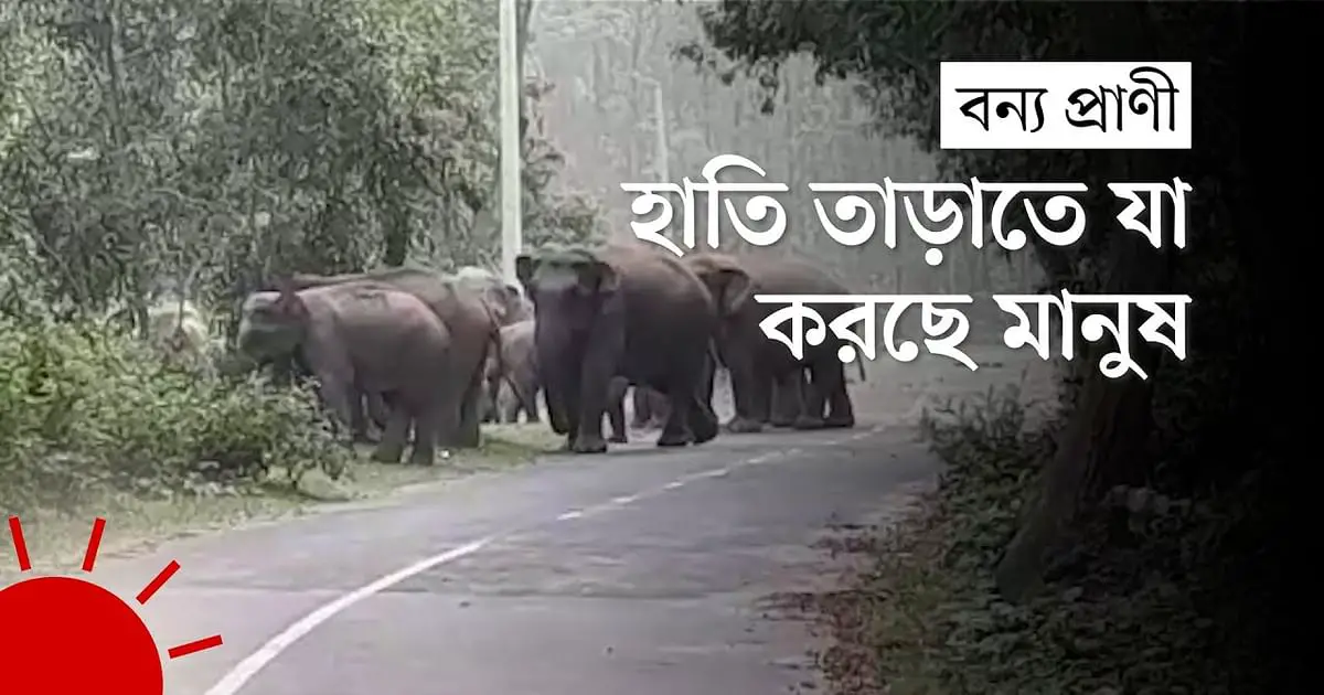 Why is a herd of wild elephants roaming in Sherpur on the Bangladesh-India border?