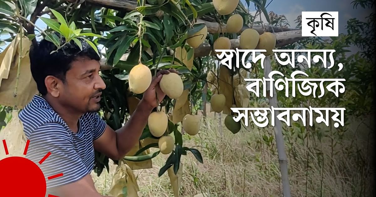 'Mayabhog' is a very late variety of mango