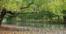 Sundarbans reopened for tourists after three months of closure