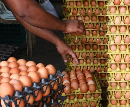Sale of eggs started at 12 taka per piece in Dhaka