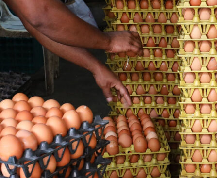 Government to import additional 50 million eggs