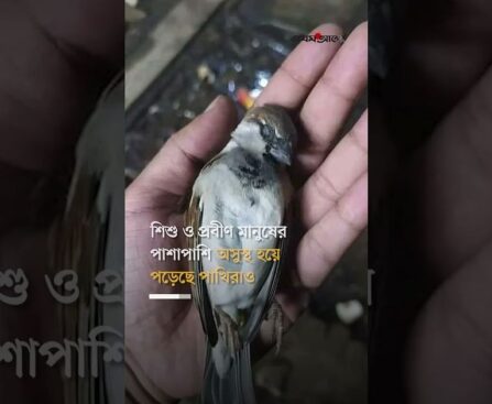 Many birds die in Dhaka alone during New Year celebrations
