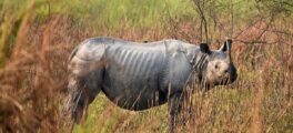 Rare rhinos dodge poachers in world's top reserve for first time since 1977