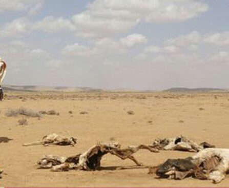 How can drought-hit Somalia get out of the endless crisis?