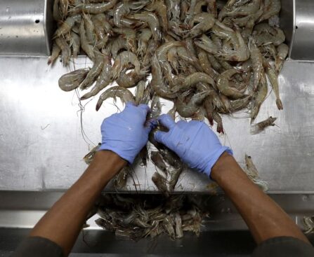 Shrimp industry grappling with changing demand patterns