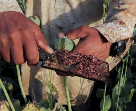 Opium cultivation booming in post-coup Myanmar: UN