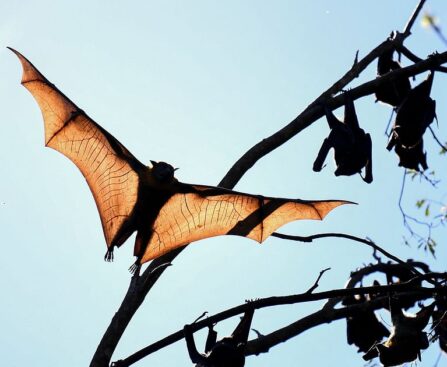 The world's bat lands are under attack, risking seeding a new pandemic.  Where is here