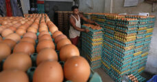 Eggs imported from India, price details and arrival date