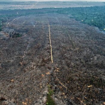 Arson turns Amazon reforestation project to ashes