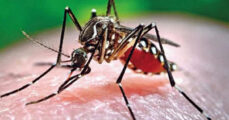 Aedes aegypti: Major dengue transmitter now prevalent in rural areas