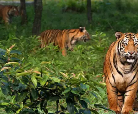 Surging tiger population in Sundarbans: Survey shows significant increase in Royal Bengal Tigers