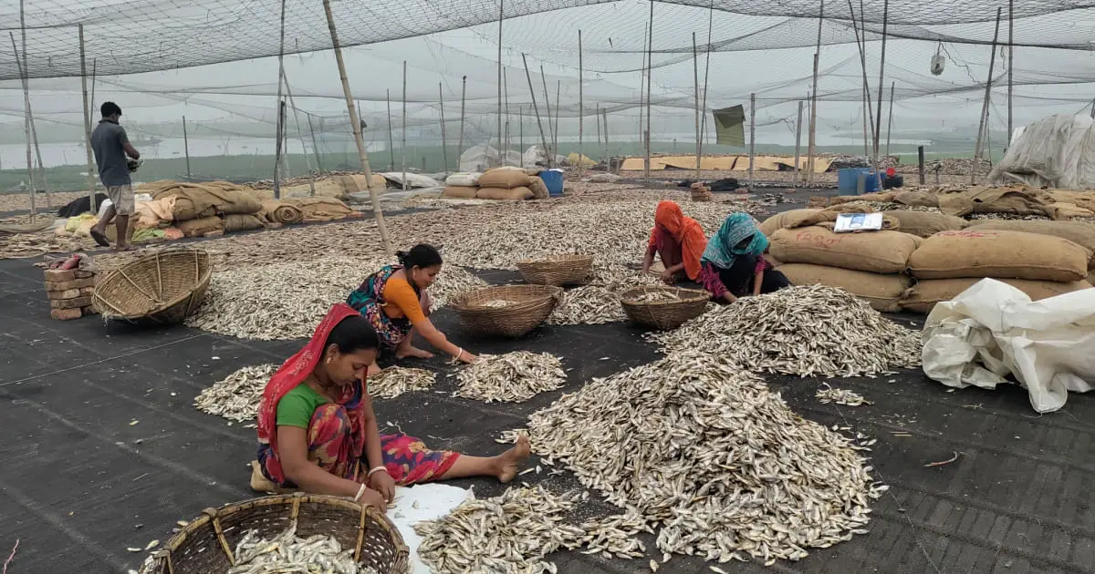 Bangladesh's dried fish exports to earn Tk 280 million in first half of FY2024: EPB report
