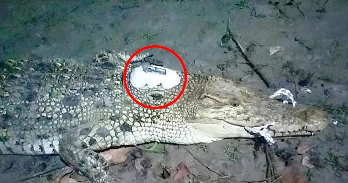 Crocodile with satellite transmitter tied around its neck was released into Sundarban river