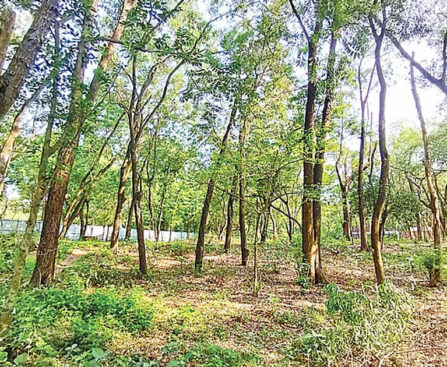Preparation to cut trees for building construction in Jahangirnagar University